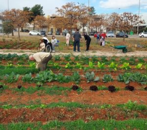 Agrosocial project promotes social inclusion through organic farming. Discover our new website and explore activities, goals, and partnerships for a sustainable and inclusive future.